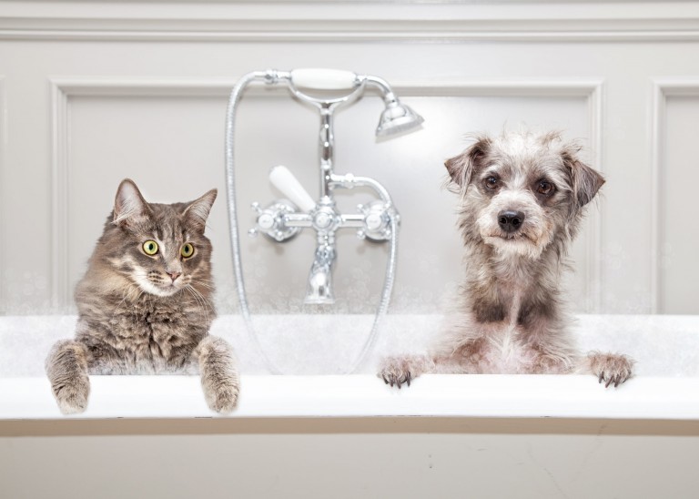 Should I Let Tenants Keep A Pet?