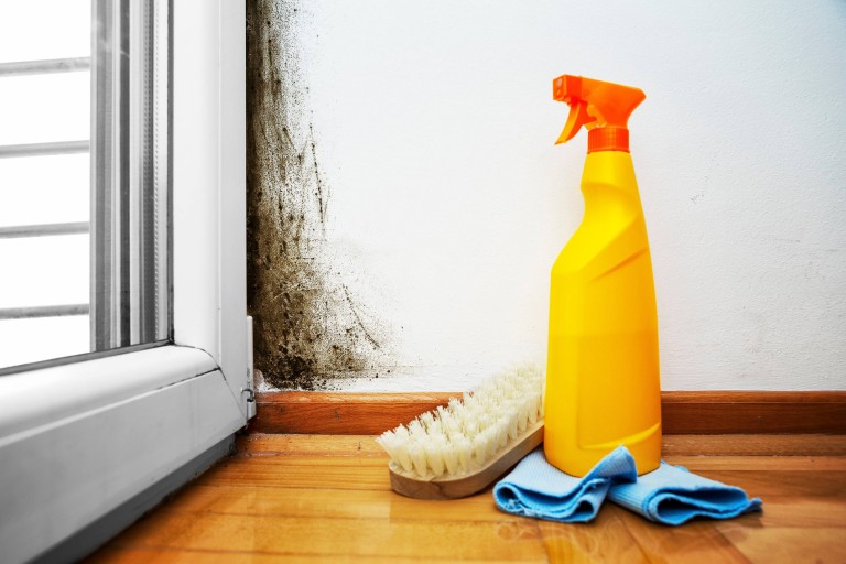 Is Mould In A Rental Property A Landlord’s Responsibility?