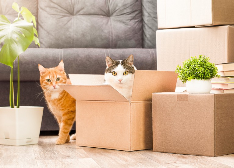 7 Tips for a Smooth and Stress-Free Move in Bedfordshire With Your Pet